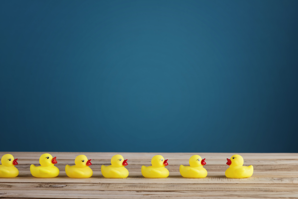 Photograph of rubber ducks in a row on a wooden floor in front of a blue wall